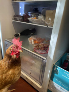 Chicken gets drunk, becomes hooligan