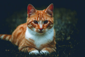 Cat curfews spark concern
