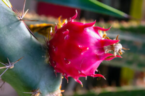 Cactus crisis on the move: peak body