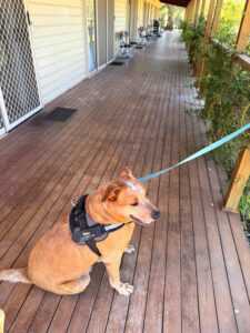 Warrawong welcomes pets