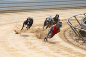 Greyhounds line up for cup