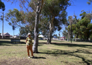 Queen Elizabeth Dog Park tree concerns