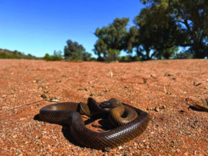 Huge snake remains at large