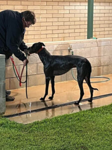 Paw Oswald shatters track record