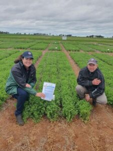 Red lentil days ahead for new big pulse