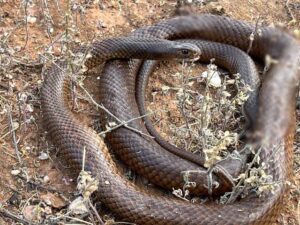 Snake, dog attack is fatal