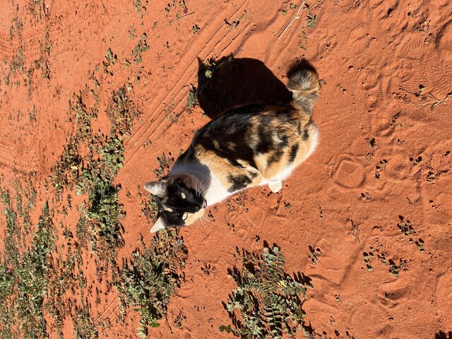 Goodbye pussy cat, maybe