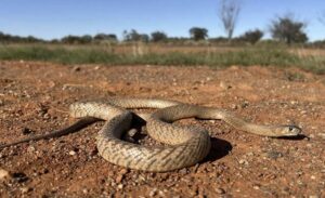 Snakes and laddies more than a game