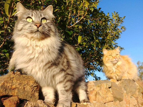 Peak body wants cats out of sight